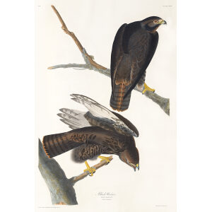 Black Warrior, Plate 86. John James Audubon – Birds of America – High quality Giclee Print (Special Edition)