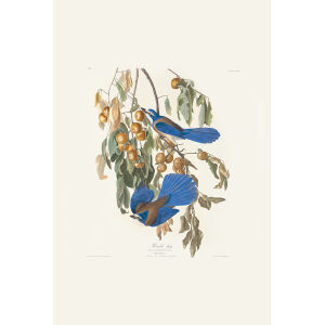 Florida Jay, Plate 87. John James Audubon – Birds of America – High quality Giclee Print