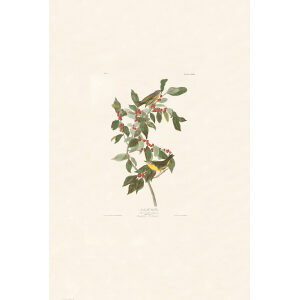 Nashville Warbler, Plate 89. John James Audubon – Birds of America – High quality Giclee Print