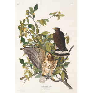 Broad-winged Hawk, Plate 91. John James Audubon – Birds of America – High quality Giclee Print (Special Edition)