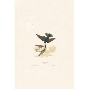 White-bellied Swallow, Plate 98. John James Audubon – Birds of America – High quality Giclee Print