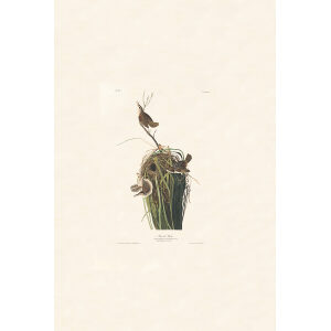 Marsh Wren, Plate 100. John James Audubon Birds of America Giclee Print Plate 100