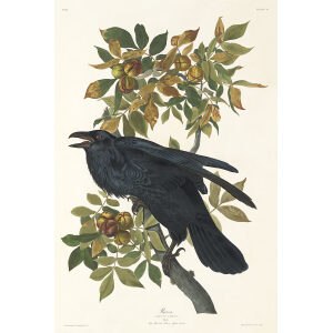 Raven Heritage Prints Audubon Birds of America. Giclee Print