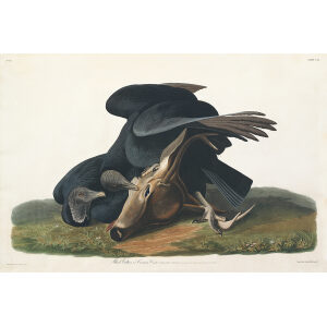 Black Vulture Special Edition Heritage Prints Audubon Birds of America. Giclee Print