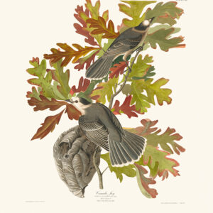 Audubon 107 Canada Jay giclee print