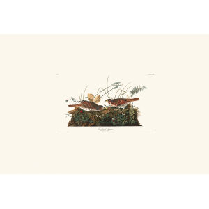 Fox-coloured Sparrow Plate 108 Heritage Prints Audubon Birds of America. Giclee Print