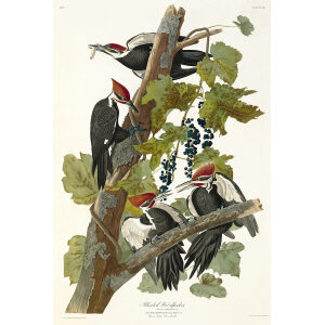 Pileated Woodpecker Heritage Prints Audubon Birds of America. Giclee Print