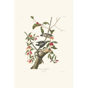 Downy Woodpecker Plate 112 Heritage Prints Audubon Birds of America. Giclee Print