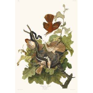 Ferruginous Thrush Special Edition eritage Prints Audubon Birds of America. Giclee Print