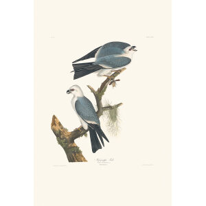 Mississippi Kite Plate 117 Heritage Prints Audubon Birds of America. Giclee Print