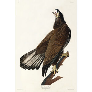 White-headed Eagle Heritage Prints Audubon Birds of America. Giclee Print