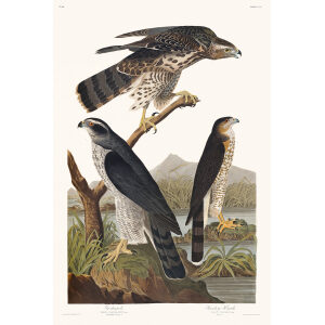 Audubon Goshakw Special Editon Heritage Prints Audubon Birds of America. Giclee Print