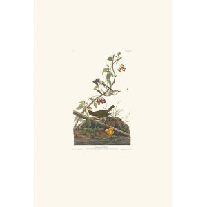 Golden-crowned Thrush Plate 143 Golden-crowned Thrush Plate 143 Heritage Prints Audubon Birds of America. Giclee Print