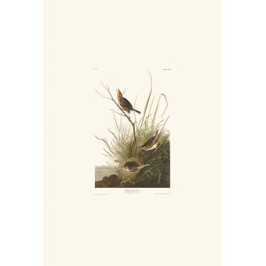 Sharp-tailed Finch Plate 149 Heritage Prints Audubon Birds of America. Giclee Print