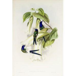 John Gould Family of Hummingbirds Volume 2 Complete set Giclee Prints by Heritage Prints