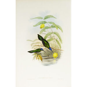 John Gould Family of Hummingbirds Volume 2 Complete set Giclee Prints by Heritage Prints