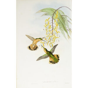 John Gould Family of Hummingbirds Volume 2 Complete set Giclee Prints by Heritage Prints