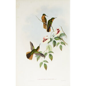 John Gould Family of Hummingbirds Volume 2 Complete set Giclee Prints by Heritage Prints