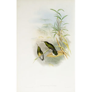 John Gould Family of Hummingbirds Volume 2 Complete set Giclee Prints by Heritage Prints