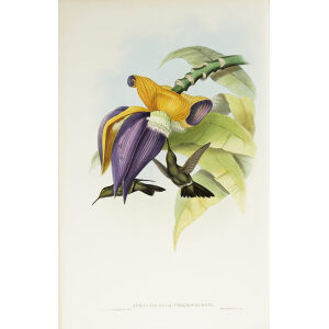 John Gould Family of Hummingbirds Volume 2 Complete set Giclee Prints by Heritage Prints