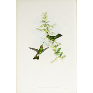 John Gould Family of Hummingbirds Volume 2 Complete set Giclee Prints by Heritage Prints