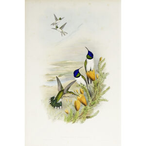 John Gould Family of Hummingbirds Volume 2 Complete set Giclee Prints by Heritage Prints