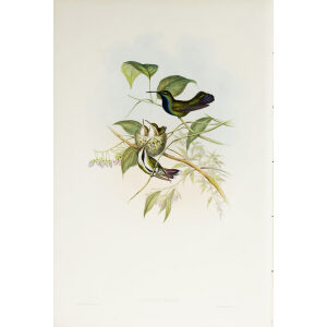 John Gould Family of Hummingbirds Volume 2 Complete set Giclee Prints by Heritage Prints