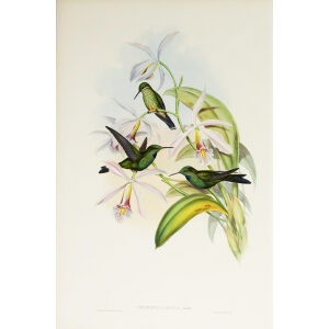 John Gould Family of Hummingbirds Volume 2 Complete set Giclee Prints by Heritage Prints