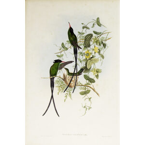 John Gould Family of Hummingbirds Volume 2 Complete set Giclee Prints by Heritage Prints