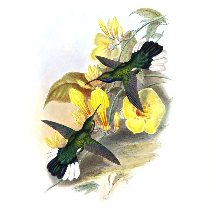 John Gould Family of Hummingbirds Vol II Complete set