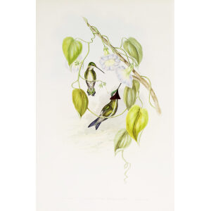 Stripe-breasted Starthroat John Gould Family of Hummingbirds or Trochilidae. Volume 4