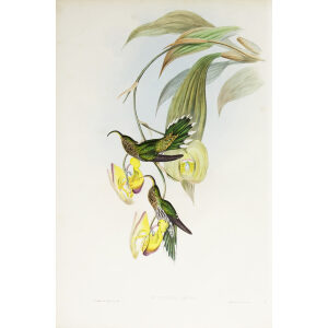 John Gould Family of Hummingbirds Vol I 03