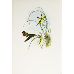 John Gould Family of Hummingbirds Vol I 05