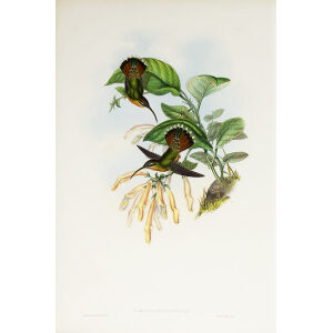 John Gould Family of Hummingbirds Vol I 08