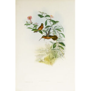 John Gould Family of Hummingbirds Vol I 10