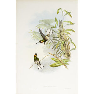 John Gould Family of Hummingbirds Vol I 13