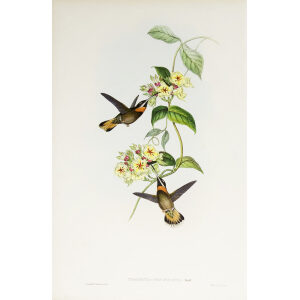 John Gould Family of Hummingbirds Vol I 14