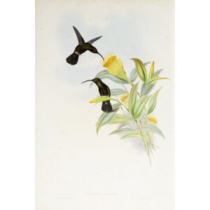 John Gould Family of Hummingbirds Vol I 15