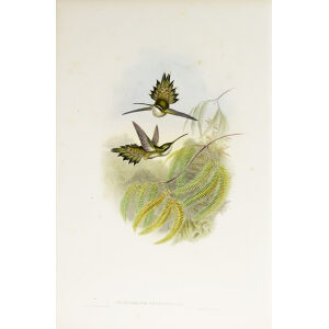 John Gould Family of Hummingbirds Vol I 24