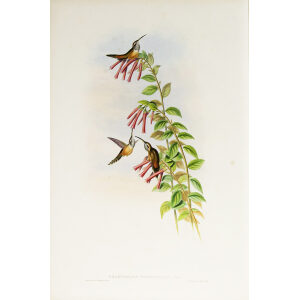 John Gould Family of Hummingbirds Vol I 37