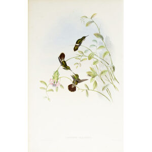 John Gould Family of Hummingbirds or Trochilidae. Volume 3 Complete set