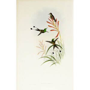 John Gould Family of Hummingbirds or Trochilidae. Volume 3 Complete set