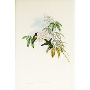 John Gould Family of Hummingbirds or Trochilidae. Volume 3 Complete set