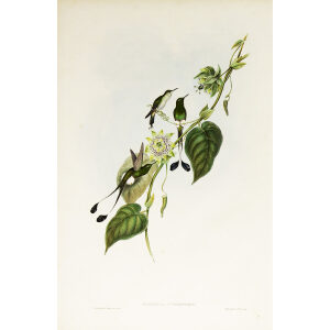 John Gould Family of Hummingbirds or Trochilidae. Volume 3 Complete set