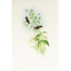 John Gould Family of Hummingbirds or Trochilidae. Volume 3 Complete set