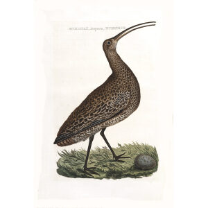 Wulp by Cornelius Nozeman. Nederlandsche Vogelen or Dutch Birds Volume 2. Facsimile giclee print. Heritage Prints