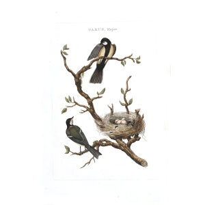 Koolmees by Cornelius Nozeman. Nederlandsche Vogelen or Dutch Birds Volume 2. Facsimile giclee print. Heritage Prints