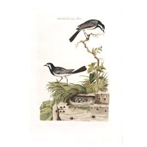 Witte Kwikstaart by Cornelius Nozeman. Nederlandsche Vogelen or Dutch Birds Volume 2. Facsimile giclee print. Heritage Prints