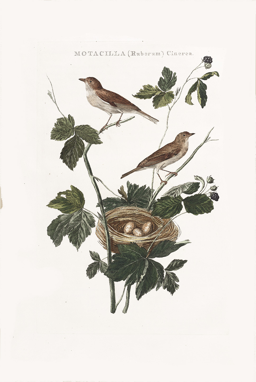 Brummeldiefje by Cornelius Nozeman. Nederlandsche Vogelen or Dutch Birds Volume 2. Facsimile giclee print. Heritage Prints