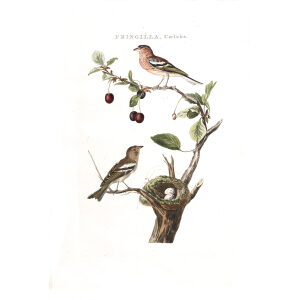 Schildvink by Cornelius Nozeman. Nederlandsche Vogelen or Dutch Birds Volume 2. Facsimile giclee print. Heritage Prints